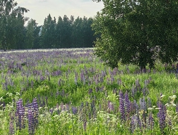летняя поляна масляной пастелью